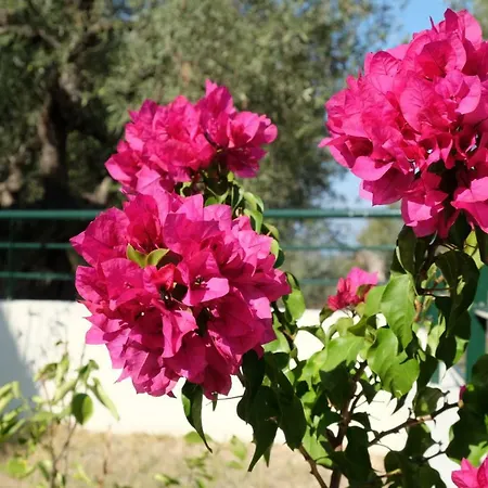 Billias House * ブアブロウ