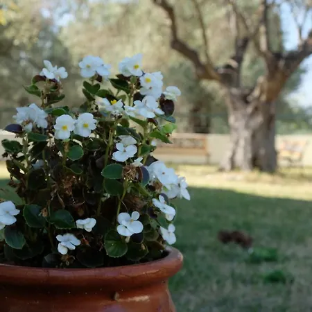 Billias House Nyaraló Vurvurú